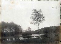 Gezicht op een berk bij een meertje in een open gedeelte van de bossen bij Lage Vuursche (gemeente Baarn) in 1910-1915. Bron: Het Utrechts Archief, catalogusnummer: 502415.