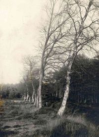 Gezicht op een rij berken langs een rand van de bossen bij Lage Vuursche (gemeente Baarn) in 1910-1915. Bron: Het Utrechts Archief, catalogusnummer: 502416.