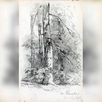 Een boom in de bossen in de Lage Vuursche in 1878. Bron: Wikimedia Commons.