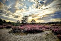 Heidegrond in bij de Lage Vuursche op een vooravond. Foto: Gert van Ginkel, Avondwandelingen.nl.